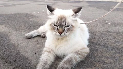 Cat Stock Footage 327009058