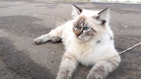 Cat Stock Footage 327009064