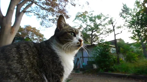 Cat Stock Footage 327525204