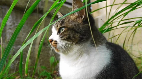 Cat Stock Footage 327525289