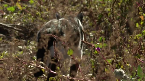 Cat  Stock Footage 327755788
