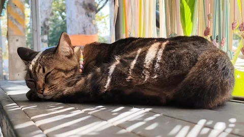 Cat Stock Footage 328240152