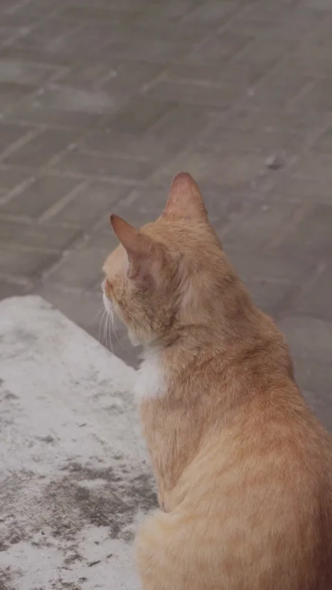 Cat Stock Footage 329844370