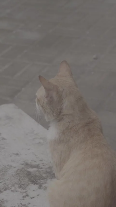 Cat Stock Footage 329845265
