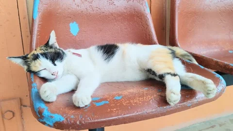 Cat Stock Footage 330110144