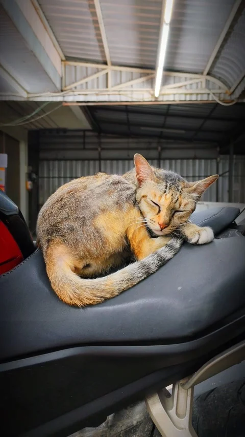 Cat Stock Footage 330787486