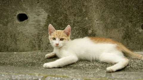 Cat Видео 332865096