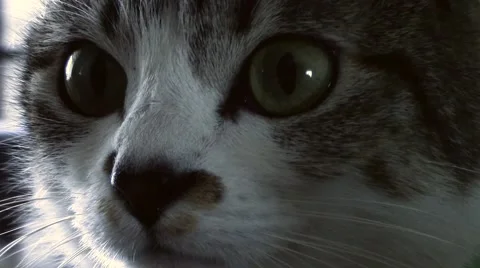 Cat footage Stock Footage 52929969