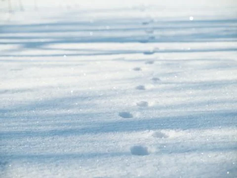 Cat footprints Stock Photos