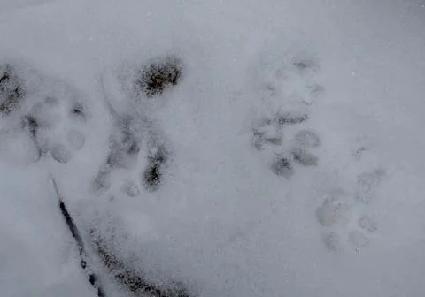 Cat footprints Stock Photos