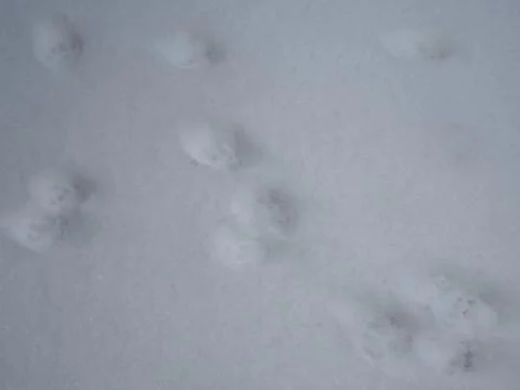 Cat footprints Stock Photos
