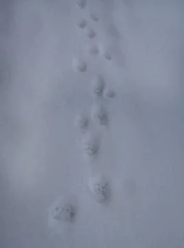 Cat footprints Stock Photos