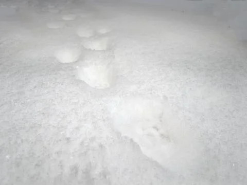 Cat footprints Stock Photos