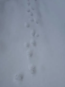Cat footprints Stock Photos