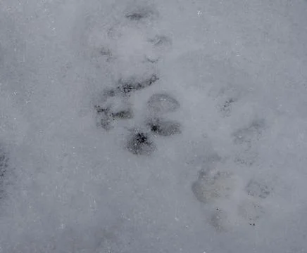 Cat footprints Stock Photos
