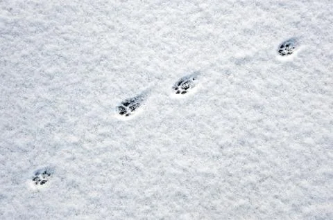 Cat footsteps Foto stock