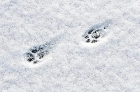 Cat footsteps Stock Photos