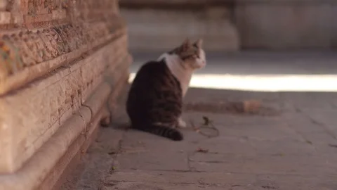  A cat in Forbidden city,Beijing,China Stock Footage