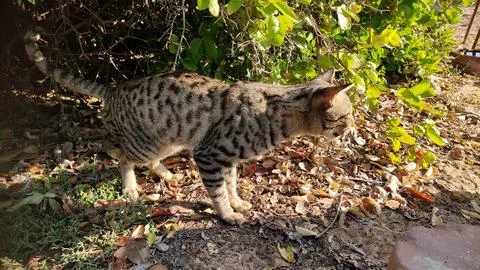 Cat in the forest, close up view 库存照片