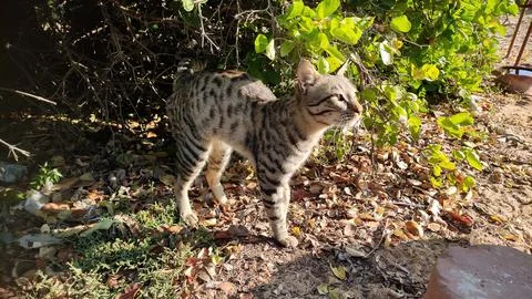 Cat in the forest, close up view 库存照片