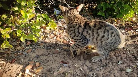 Cat in the forest, close up view Stock Photos