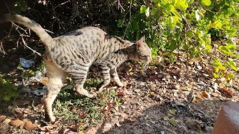 Cat in the forest, close up view Stock Photos
