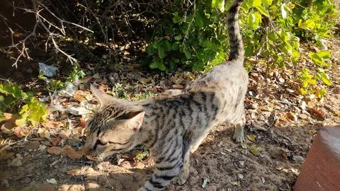 Cat in the forest, close up view Photos