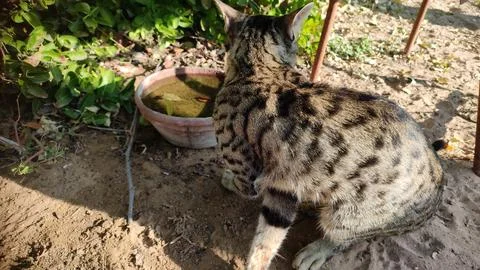 Cat in the forest, close up view 库存照片