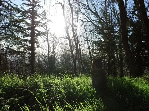 Cat on the forest Stock Footage 74257910