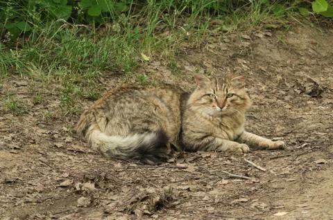 Cat on the forest path Stock Photos