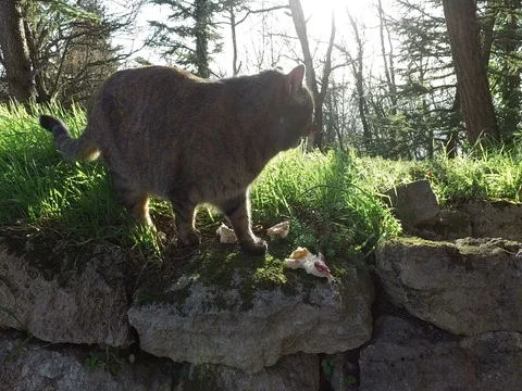 Cat in the forest on a sunny day Stock Footage 74118419