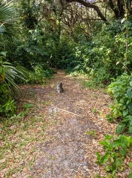 Cat in forest trail Stock Photos