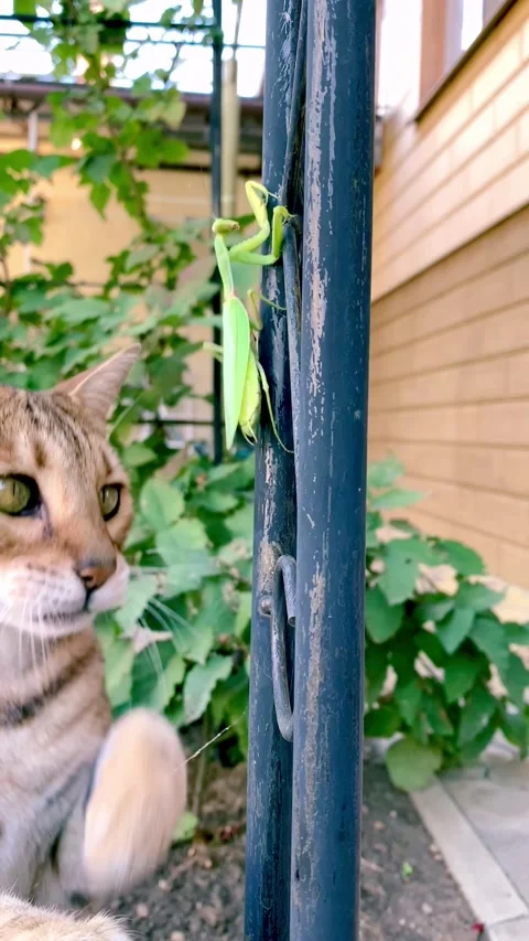 The cat found and plays with the praying mantis Stock Footage 161008228