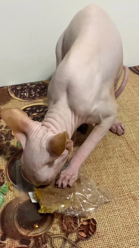 Cat found a honey gingerbread on the table and rips the package to eat it. Stock Footage 239343352