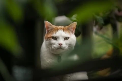 Cat Framed by Foliage Stock Photos