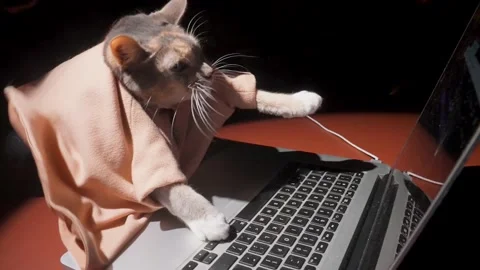 Cat frantically buys or sells bitcoin stocks front view Stock Footage 147288698