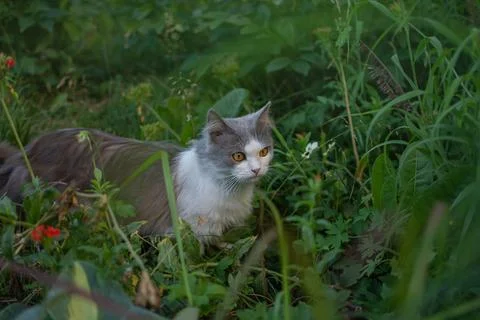 Cat friendly garden including safe non poisonous garden plants Foto stock