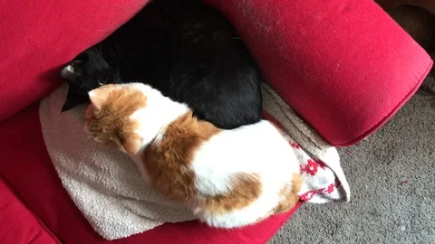 Cat friends Stock Footage 126423121