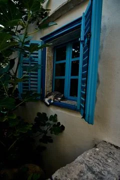 Cat in front of blue window  Photos