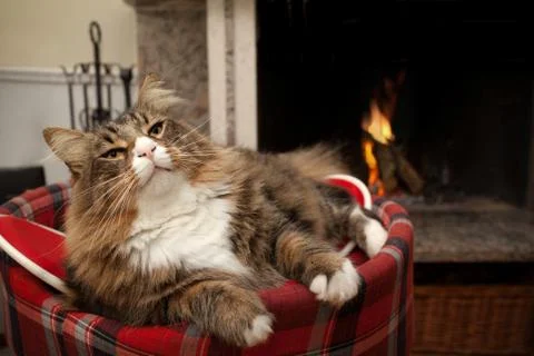 Cat in front of fireplace Фото