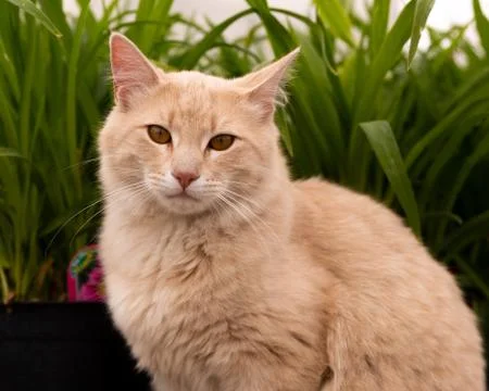 Cat in front of grasses Stock Photos