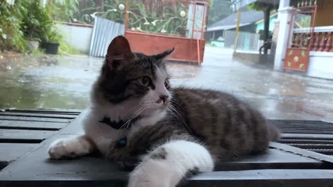 Cat in front of the house when it rains Stock-Footage 254949036