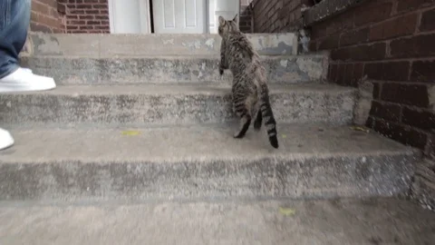Cat On Front Porch Stock Footage 79019799
