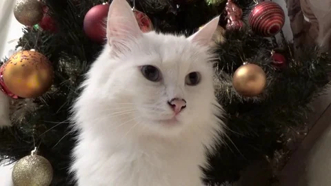 The cat in front of the tree Stock Footage 84263457