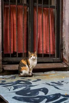 Cat in front of a window with iron shutters Stock Photos