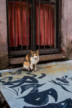 Cat in front of a window with iron shutters Stock Photos