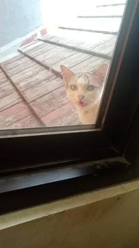 A cat in front of the window Stock Photos