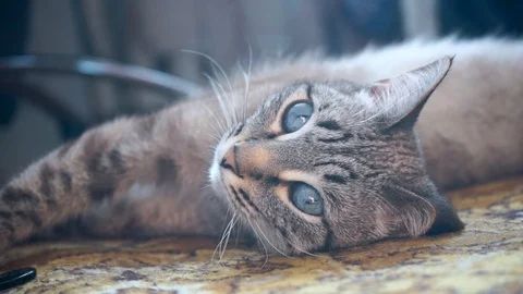 Cat in full relax Stock Footage 97614377