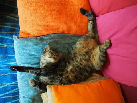 Cat in full relax Stock Photos