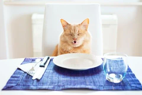 Cat with a funny angry expression because there is not food in the plate Stock Photos